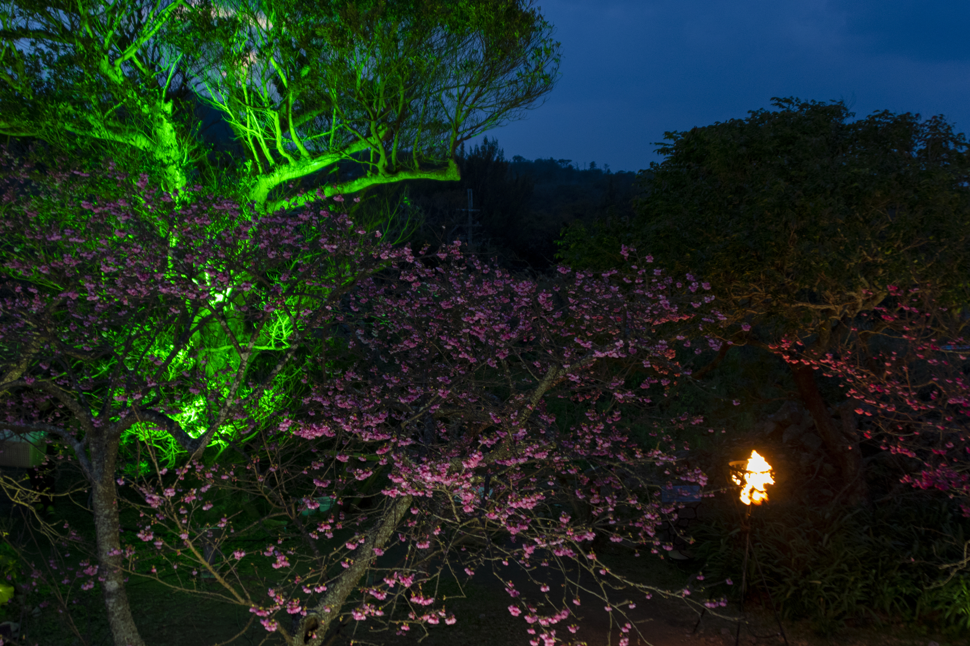 今帰仁グスク桜まつり 桜のライトアップ 横 No 3635 沖縄のフリー写真素材サイト ばんない堂