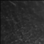 首里大アカギ（横）：No.0093