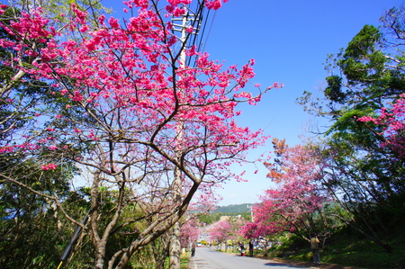 八重岳の寒緋桜（横）：No.0653