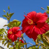 沖縄に咲く花 沖縄のフリー写真素材サイト ばんない堂