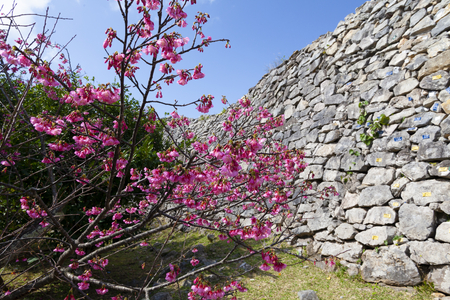 今帰仁城跡の城壁と寒緋桜（横）：No.3657