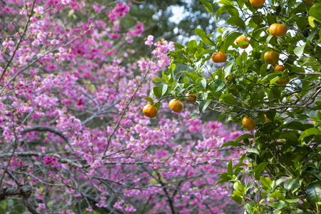 みかんの木と寒緋桜（横）：No.3671