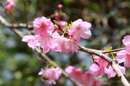 沖縄の寒緋桜（横）：No.3677