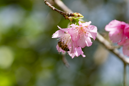 沖縄の寒緋桜とハチ（横）：No.3678