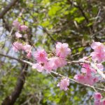沖縄の寒緋桜とハチ（横）：No.3681