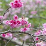 沖縄の寒緋桜（横）：No.3682
