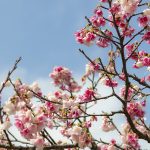沖縄の寒緋桜（縦）：No.3689