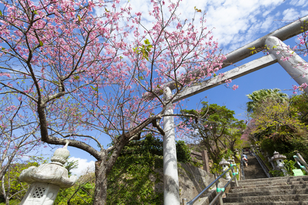名護城公園の鳥居と寒緋桜（横）：No.3662