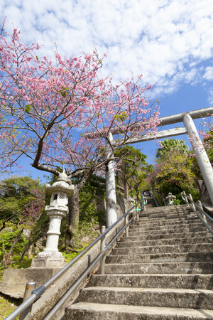 名護城公園の鳥居と寒緋桜（縦）：No.3663