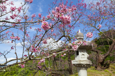 名護城公園の灯篭と寒緋桜（横）：No.3664