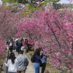 今帰仁城跡の寒緋桜と花見客（横）：No.3694