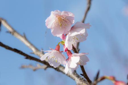 沖縄の寒緋桜（横）：No.3697