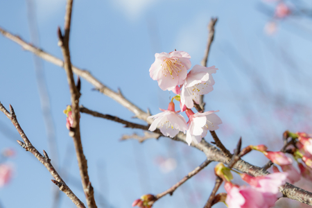 沖縄の寒緋桜（横）：No.3698