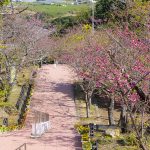 八重瀬公園の階段から見える寒緋桜（縦）：No.3720