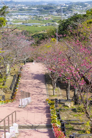 八重瀬公園の階段から見える寒緋桜（縦）：No.3720