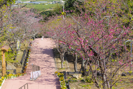八重瀬公園の階段から見える寒緋桜（横）：No.3721