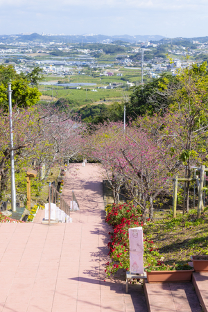 八重瀬公園の階段踊り場から見える寒緋桜（縦）：No.3722