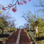 八重瀬公園の階段下から見える寒緋桜（横）：No.3725