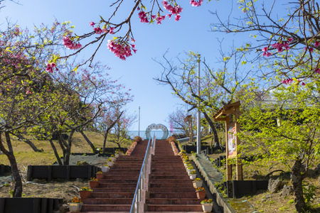 八重瀬公園の階段下から見える寒緋桜（横）：No.3725