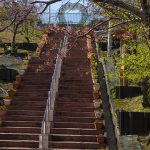 八重瀬公園の階段下から見える寒緋桜（縦）：No.3726