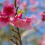 沖縄の寒緋桜（横）：No.3728