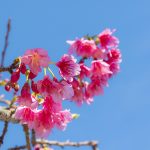 沖縄の寒緋桜（横）：No.3730