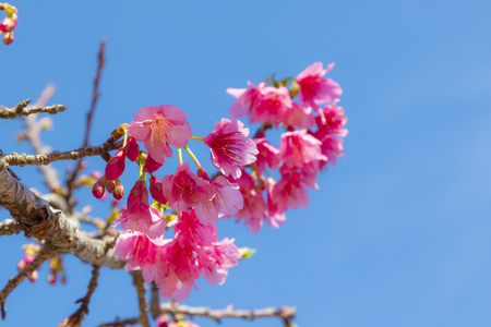 沖縄の寒緋桜（横）：No.3730