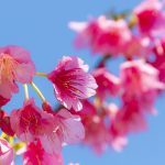 沖縄の寒緋桜（横）：No.3731