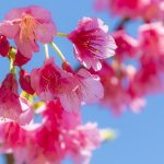 沖縄の寒緋桜（横）：No.3732