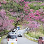 八重岳の寒緋桜並木道と往来する車（横）：No.3771