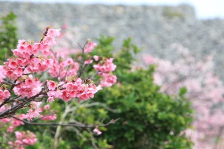 沖縄の寒緋桜（横）：No.3781