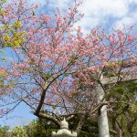 名護城公園の鳥居と寒緋桜（横）：No.3737