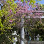 名護城公園の鳥居と寒緋桜（縦）：No.3738