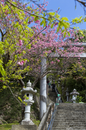 名護城公園の鳥居と寒緋桜（縦）：No.3738