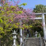 名護城公園の鳥居と寒緋桜（縦）：No.3739