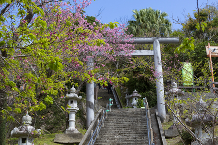 名護城公園の鳥居と寒緋桜（横）：No.3740