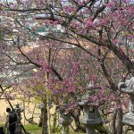 名護城公園の灯篭と寒緋桜（縦）：No.3741