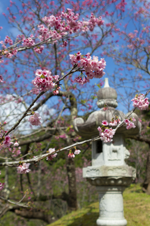 名護城公園の灯篭と寒緋桜（縦）：No.3742