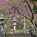 名護城公園の灯篭と寒緋桜（縦）：No.3743