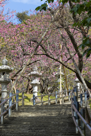 名護城公園の灯篭と寒緋桜（縦）：No.3743