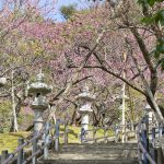 名護城公園の灯篭と寒緋桜（横）：No.3744