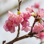 沖縄の寒緋桜（横）：No.3745