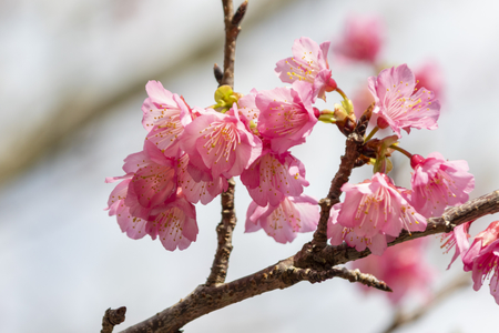 沖縄の寒緋桜（横）：No.3745