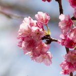 沖縄の寒緋桜（横）：No.3746