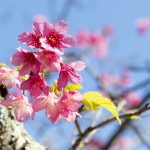 沖縄の寒緋桜（横）：No.3753