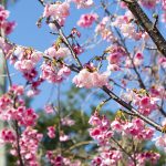 沖縄の寒緋桜（横）：No.3755