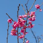 沖縄の寒緋桜（縦）：No.3760